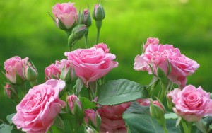 rose-flowers-25